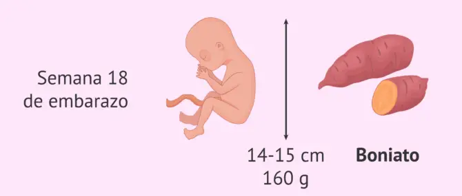 tamaño del feto en la semana 18