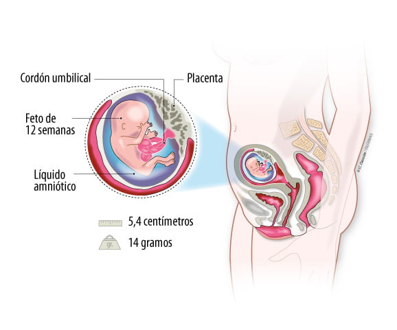 ilustración 12 semanas de embarazo